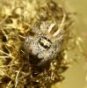 Philaeus chrysops